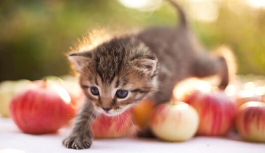 【重要】macOS High Sierraにアップデートする前に注意するべきこと